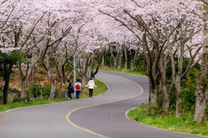 “벚꽃길 따라 행복한 동행을!” 성산읍 신풍리 벚꽃터널 축제